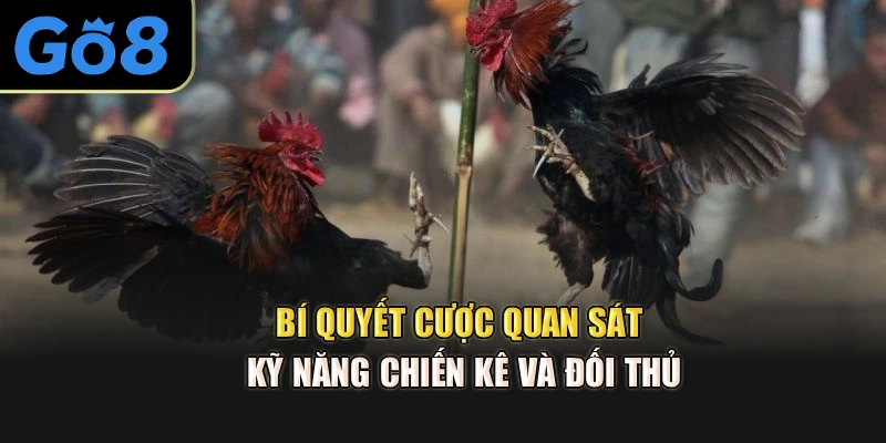 Bí quyết cược quan sát kỹ năng chiến kê và đối thủ