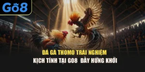 Đá Gà Thomo – Trải Nghiệm Kịch Tính Tại Go8 Đầy Hứng Khởi