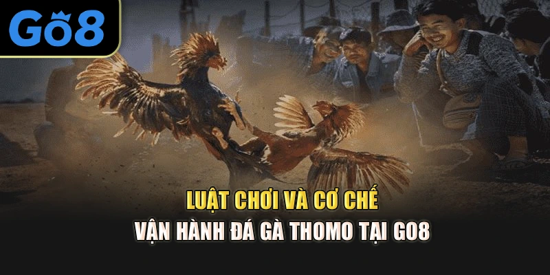 Luật chơi và cơ chế vận hành Đá gà Thomo tại Go8 