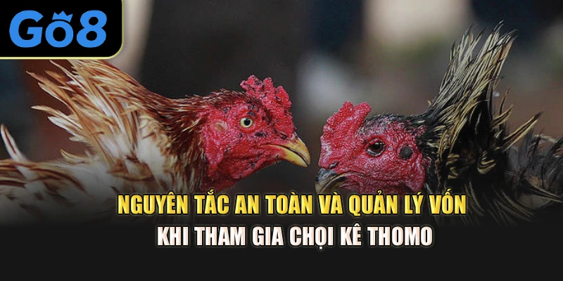 Nguyên tắc an toàn và quản lý vốn khi tham gia chọi kê Thomo