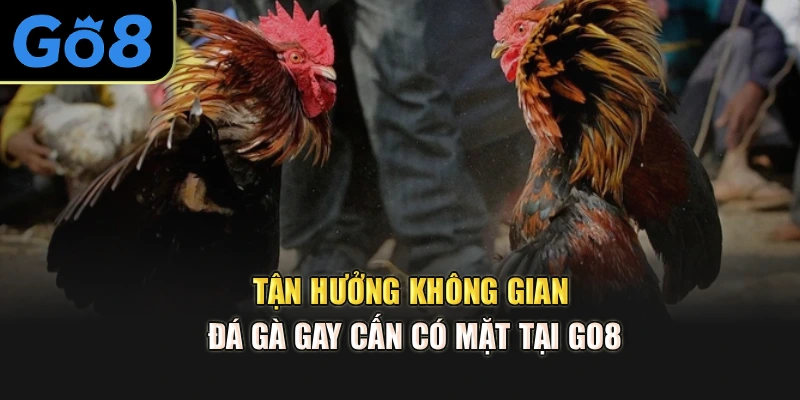Tận hưởng không gian đá gà gay cấn có mặt tại go8