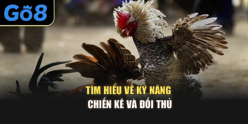 Tìm hiểu về kỹ năng chiến kê và đối thủ