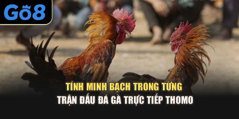 Tính minh bạch trong từng trận đấu đá gà trực tiếp Thomo